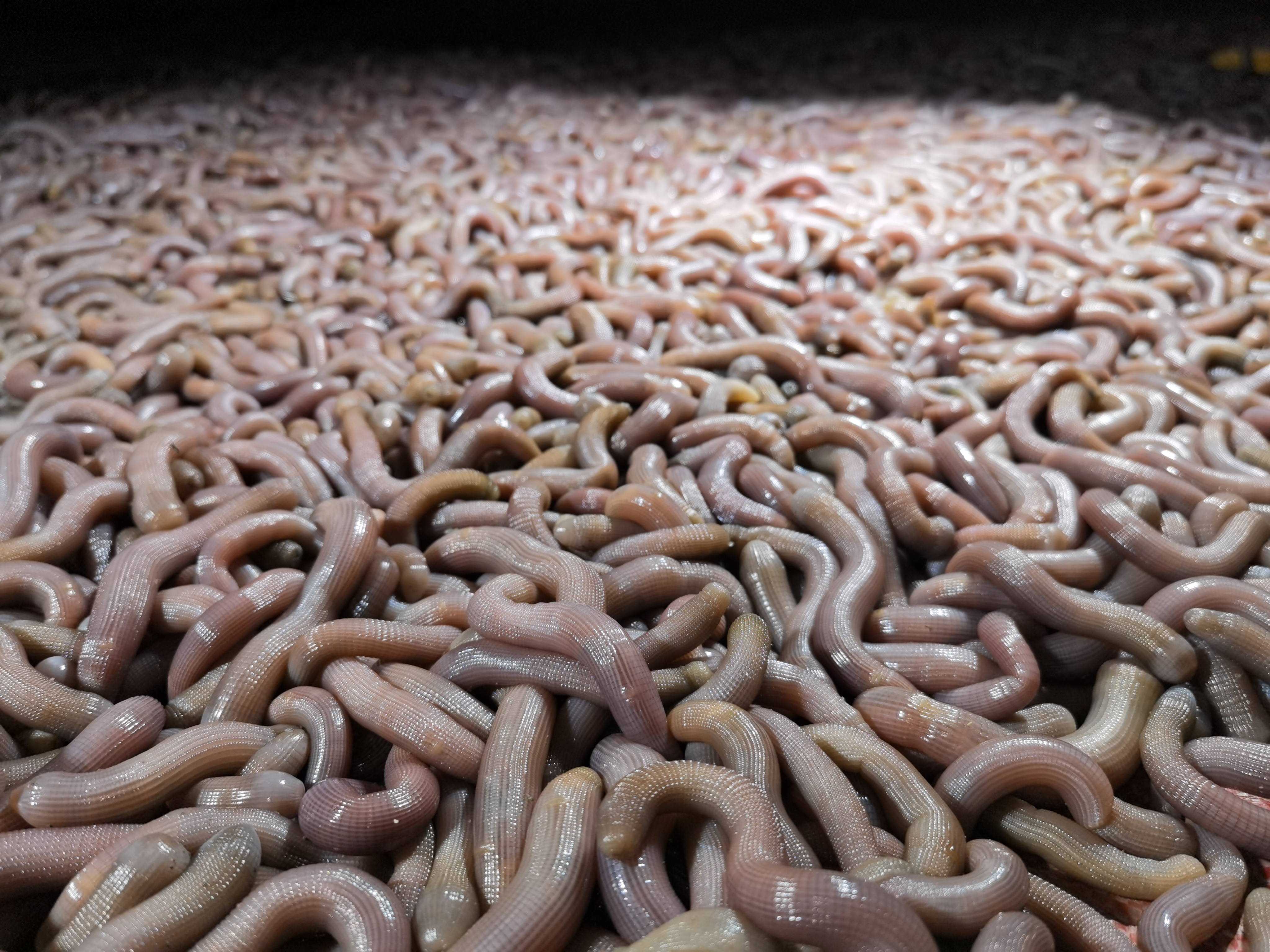 国家地理标志产品湛江沙虫滩涂下的金子